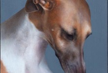 为什么我的惠比特犬不爱吃食？（探寻可能的原因和解决方法）