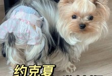 狗狗也有生理期？探索宠物生理现象的奥秘（狗狗生理期的征兆和护理措施）