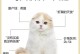 折耳猫（养折耳猫的不宜之处及为什么要谨慎选择）