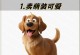 狗中智商最高的品种是什么？（解密智商之王，探究狗类智力的神秘面纱）