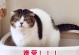 小猫喂养指南（探究刚出生的小猫每次喝奶的时间间隔和数量）