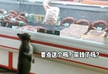 流浪猫的肉为什么很硬（探究流浪猫肉质硬的原因及其影响）