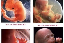 狗的危险期（狗的危险期是什么时候？如何避免犬只攻击伤人？）