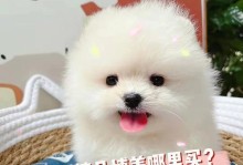 新手小白如何选择合适的狗狗养？（饲养多大的狗狗才适合？）