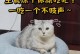 四周的猫咪吃什么？（了解四周大猫咪饮食的重要性与健康建议）