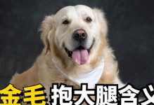 深入探讨“以狗抱大腿”的含义（解读“以狗抱大腿”的隐喻及社会意义）