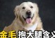 深入探讨“以狗抱大腿”的含义（解读“以狗抱大腿”的隐喻及社会意义）