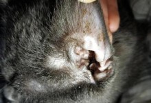 猫咪耳螨症状及防治指南（揭秘猫咪耳螨的症状，了解如何预防和治疗）