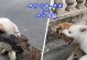 遛狗时狗狗为什么喜欢吃地上的沙粒？（探究狗狗对沙粒的食欲，揭示背后的原因）