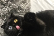 宠物猫肚子黑色物质的原因和解决方法（了解宠物猫肚子黑色物质的成因，关爱宠物健康）