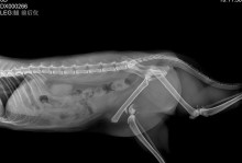 猫骨折内固定的康复时间究竟需要多久？（猫骨折内固定术后恢复进程详解）