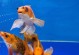 锦鲤之美（挑选适合的锦鲤品种，让水族箱充满生机）