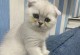 猫咪两个月什么都不肯吃，该怎么办？（解决猫咪饮食问题的有效方法）