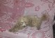 如何为发烫的狗狗选择合适的药物（了解狗狗发烫的原因及正确喂药方法）