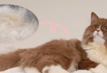 猫咪换毛（猫毛换毛的周期、常见问题与解决方案）