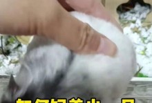 选择养仓鼠的原因（了解仓鼠的可爱与乐趣）