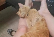 猫为什么会抱腿咬人？（探究猫咪抱腿咬人的原因和解决办法）
