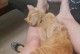 猫为什么会抱腿咬人？（探究猫咪抱腿咬人的原因和解决办法）