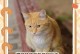 猫咪生产时的常见症状（探索猫咪分娩前后的身体变化与行为特征）