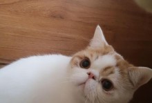 《猫咪名字大全》（选择猫咪名字的灵感与技巧）