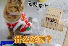 如何满足宠物的需求（关注宠物健康与幸福的关键）