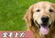 40天金毛喂养秘籍（科学饲养策略让你的金毛健康成长）
