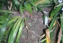 猫咪生产后的喂养要点（科学喂养，健康成长）