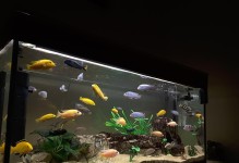 打造舒适养鲤环境的鱼缸选择指南（选择合适的鱼缸，为锦鲤提供良好的生活环境）