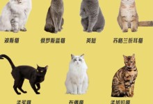 猫的最大缺点是什么？（探寻猫咪的不足之处及改善方法）
