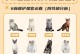 双鱼座的理想猫咪伴侣（选择适合双鱼座的猫咪，让爱与温暖充满你的生活）