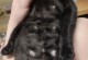 猫嘴巴上的黑色东西——猫咪的胡须（探寻猫咪胡须的奥秘）