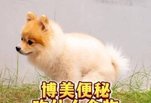 博美的饮食指南（了解博美能吃的食物，让你的宠物健康快乐）