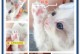 猫的肉垫之谜（探究猫肉垫颜色背后的奥秘）
