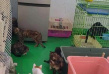 瘫痪的猫如何正确饮食（关注猫咪的营养需求，让瘫痪的猫咪重拾健康生活）