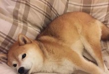 小动物的本领中不养狗（小动物为主人带来的其他本领）