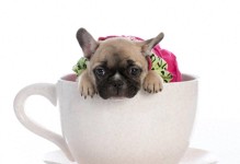 茶杯犬是怎么来的？知道它的来源你还会想养吗？