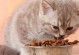 三个半月的猫咪为何会吃什么吐什么？（探究猫咪吐泡泡的原因与如何预防）