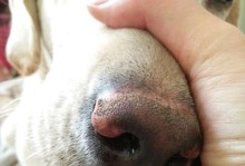 狗狗鼻子热干，是什么引起的？（探究狗狗鼻子状态的原因及处理方法）