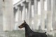 探寻杜宾犬纯种的特点与魅力（杜宾犬的优秀品质及其独特魅力）