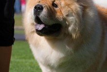 以松狮犬——迷人的伴侣（了解以松狮犬的优缺点，选择最适合你的宠物伙伴）
