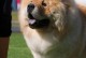 以松狮犬——迷人的伴侣（了解以松狮犬的优缺点，选择最适合你的宠物伙伴）