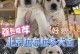 拉布拉多一个月幼犬的饮食营养指南（科学喂养指南让你的幼犬健康成长）