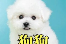 如何为狗狗选择中暑药物？（了解狗狗中暑症状及相应治疗药物）