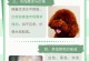 泰迪犬的六大坏处（了解泰迪犬的缺点，为养狗做好准备）