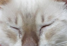 揭秘猫咪流眼泪的6种原因，铲屎官必看！（了解猫咪流眼泪的原因，保护你的爱宠眼睛健康。）