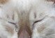 揭秘猫咪流眼泪的6种原因，铲屎官必看！（了解猫咪流眼泪的原因，保护你的爱宠眼睛健康。）