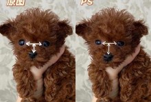 泰迪幼犬卷毛的发展过程（从毛发柔软到浓密卷曲的成长之路）