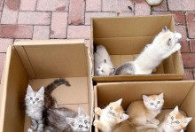 选择适合奶猫的猫砂盆（-奶猫）
