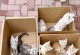 选择适合奶猫的猫砂盆（-奶猫）