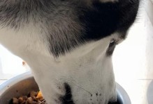 哈士奇六个月大应该喂多少狗粮？（宠物主人必看，了解合理喂养哈士奇的重要性！）